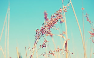 brown grass under blue sky at daytime